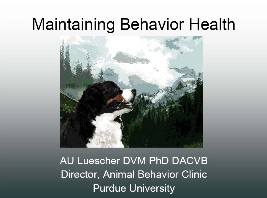 bernese behavior management