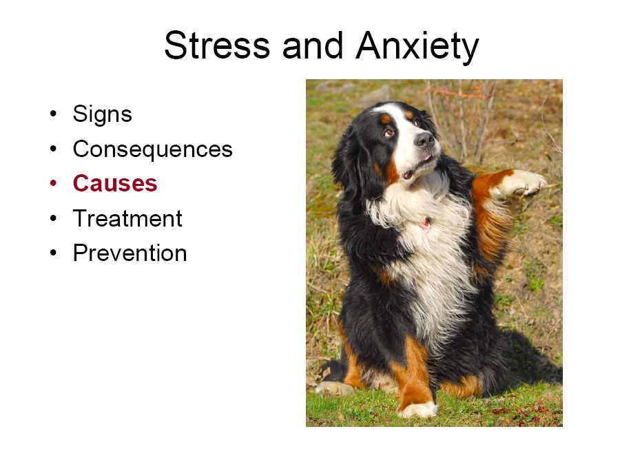 bernese behavior management