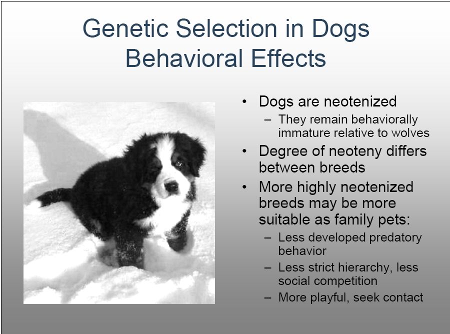 bernese behavior management