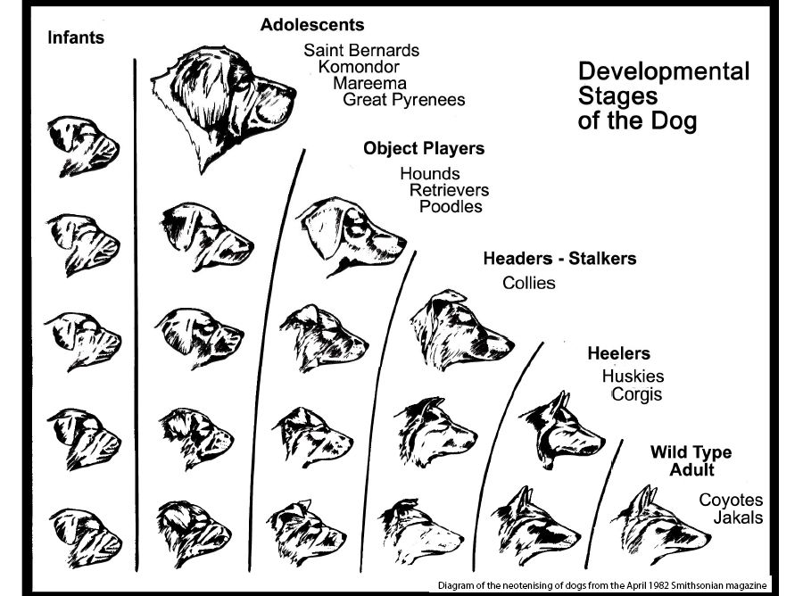 bernese behavior management