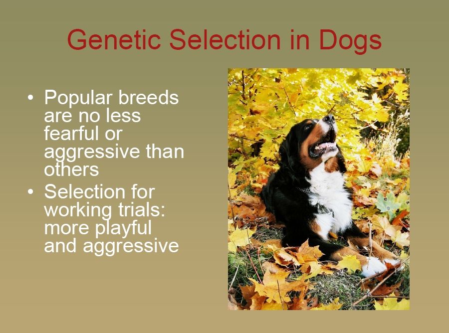 bernese behavior management