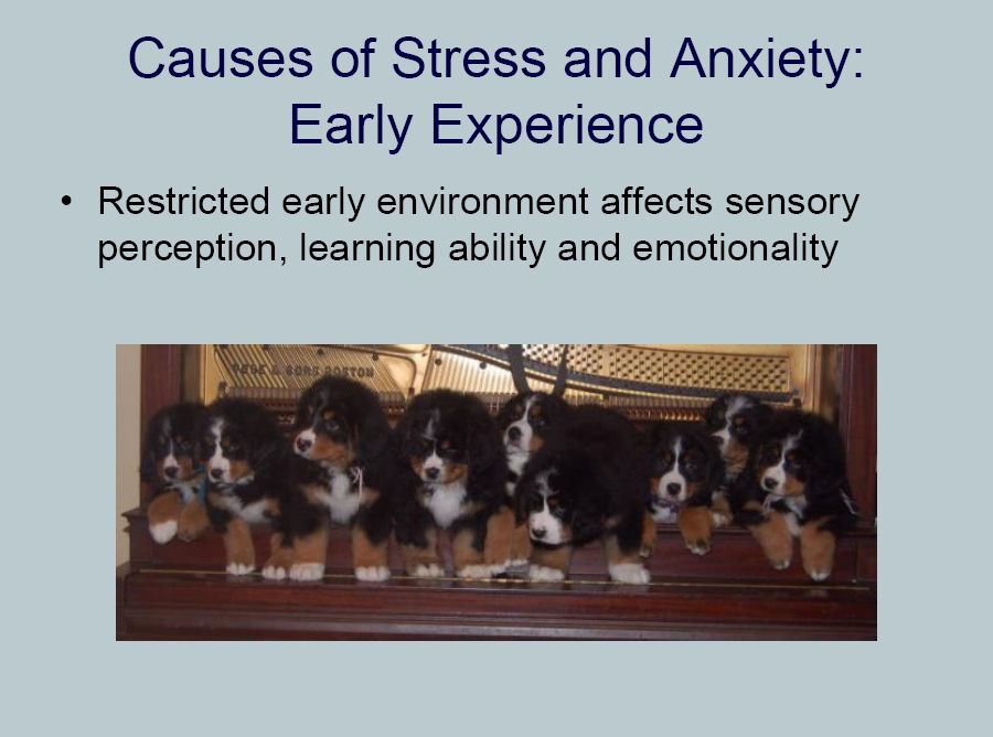 bernese behavior management