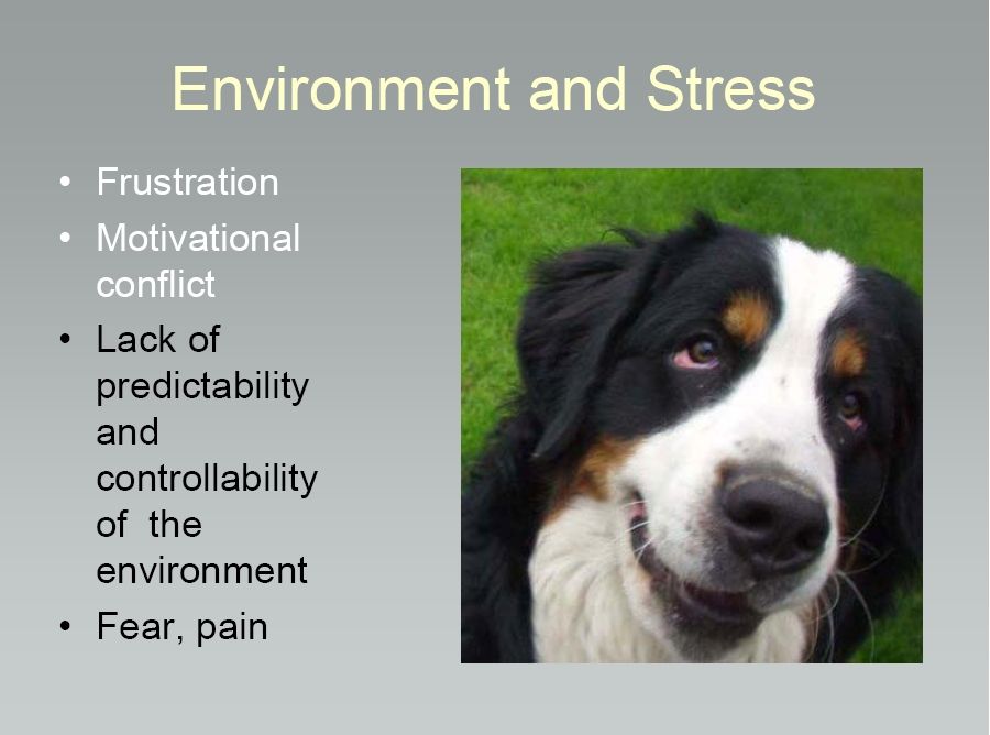 bernese behavior management