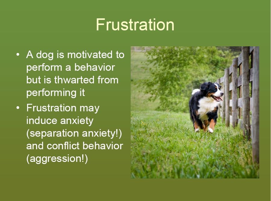 bernese behavior management