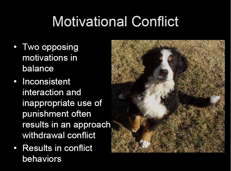 bernese behavior management