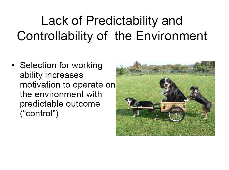 bernese behavior management