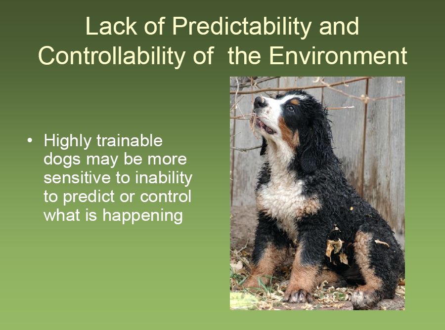 bernese behavior management