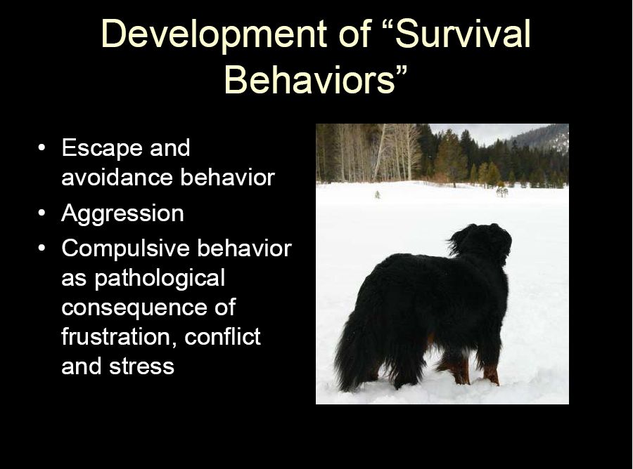 bernese behavior management