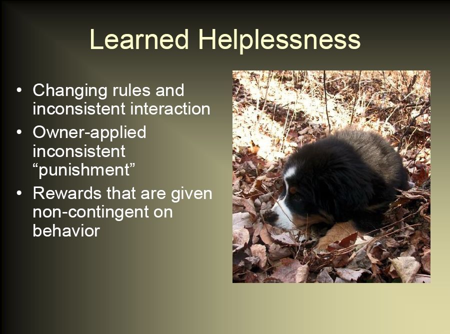 bernese behavior management