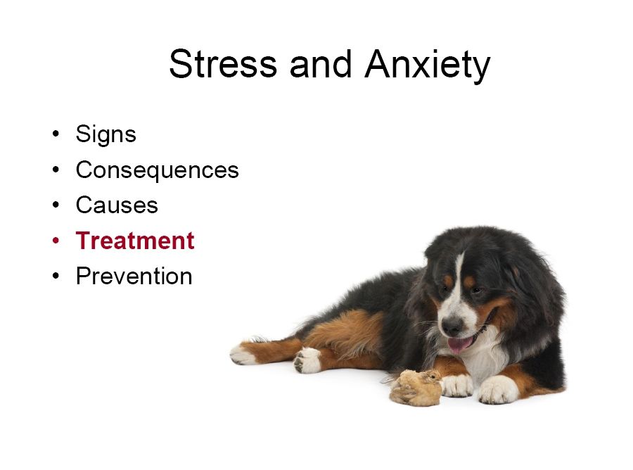 bernese behavior management