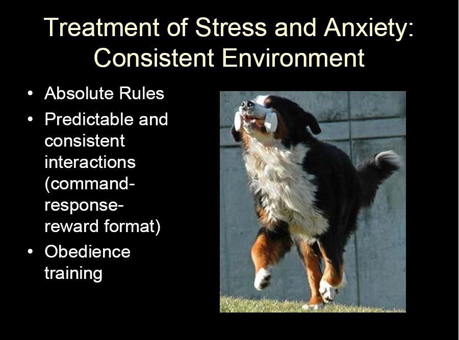 bernese behavior management