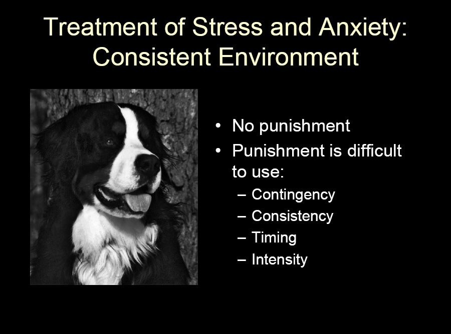 bernese behavior management