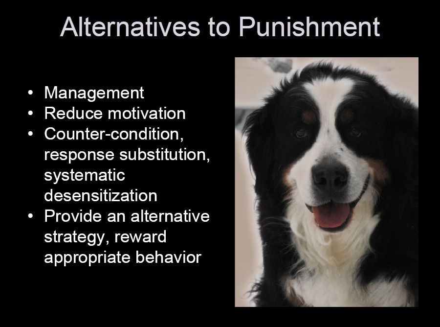 bernese behavior management