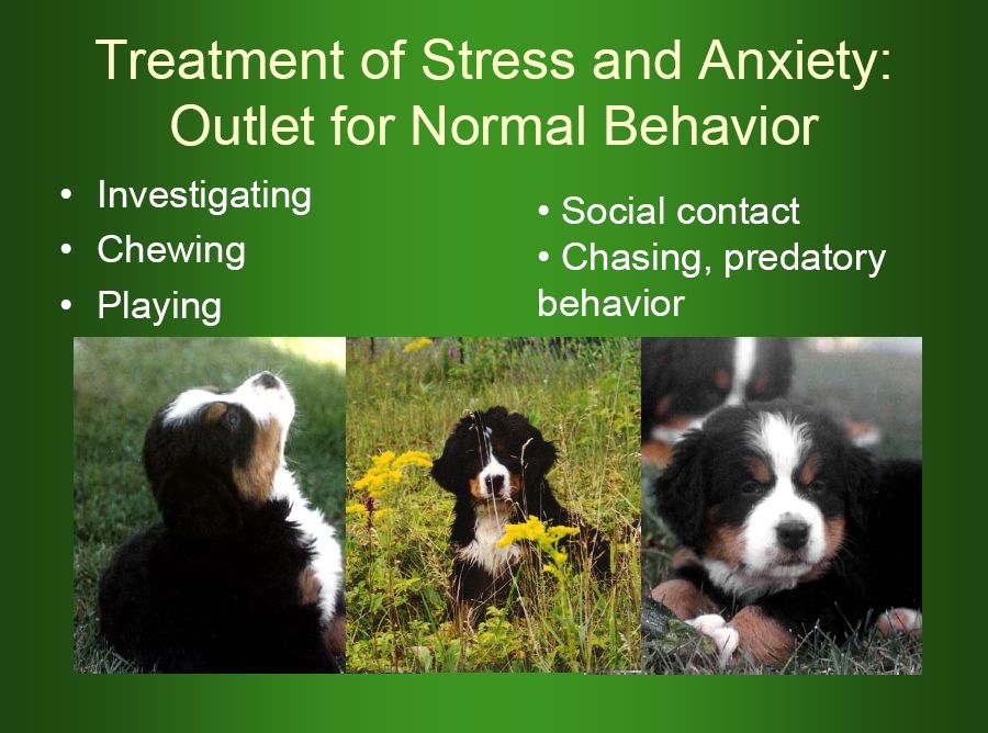 bernese behavior management