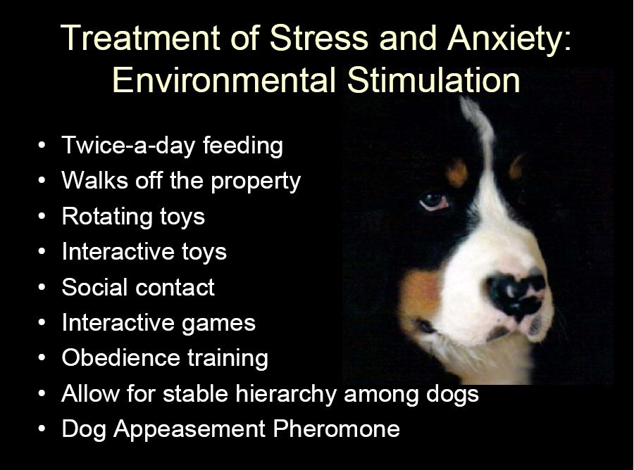 bernese behavior management