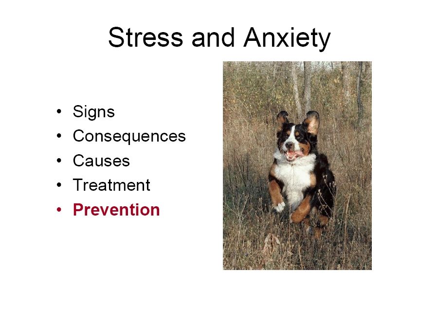 bernese behavior management