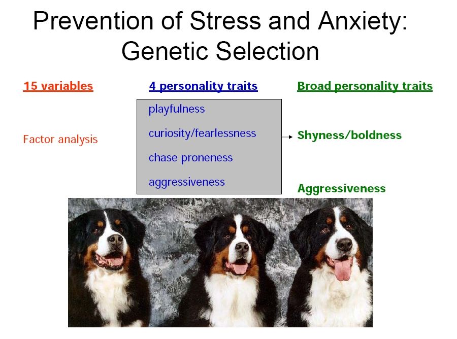 bernese behavior management