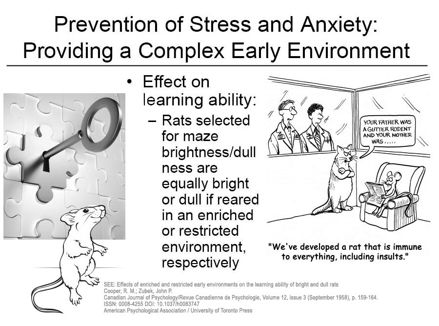 bernese behavior management