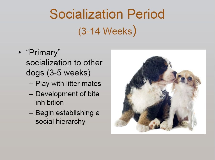 bernese behavior management