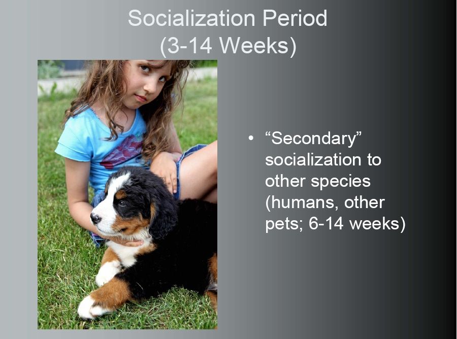 bernese behavior management