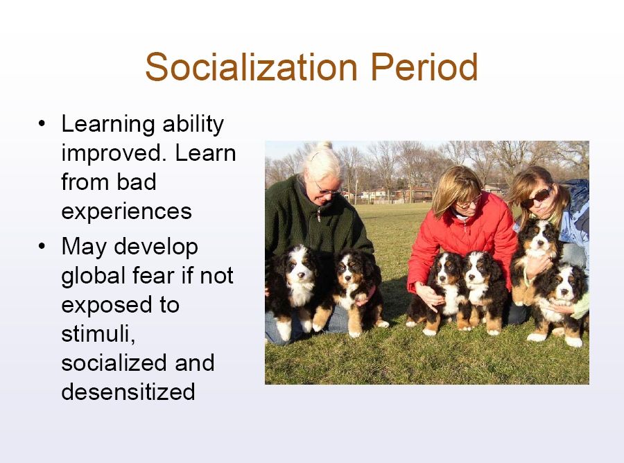 bernese behavior management