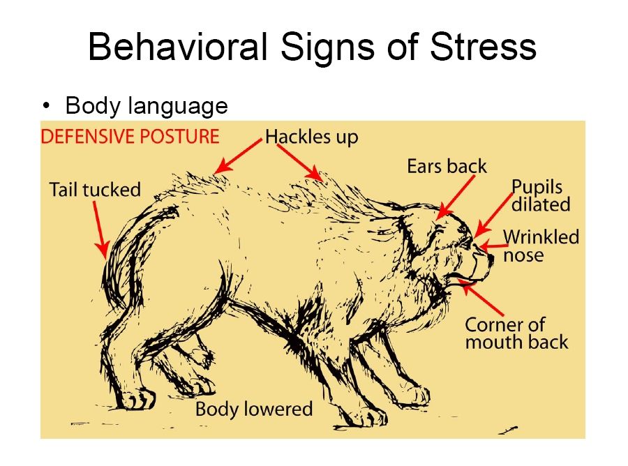 bernese behavior management