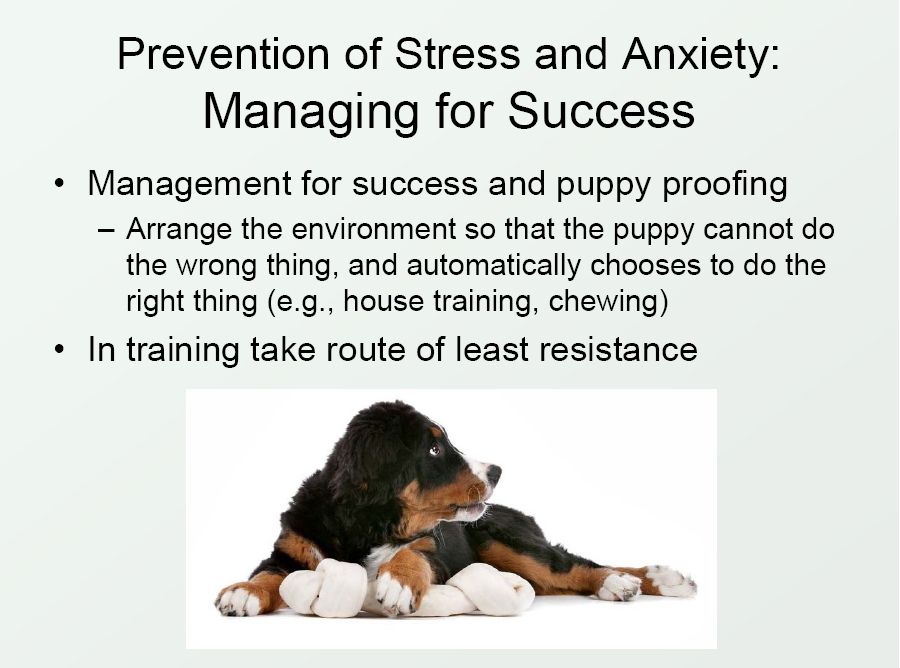 bernese behavior management