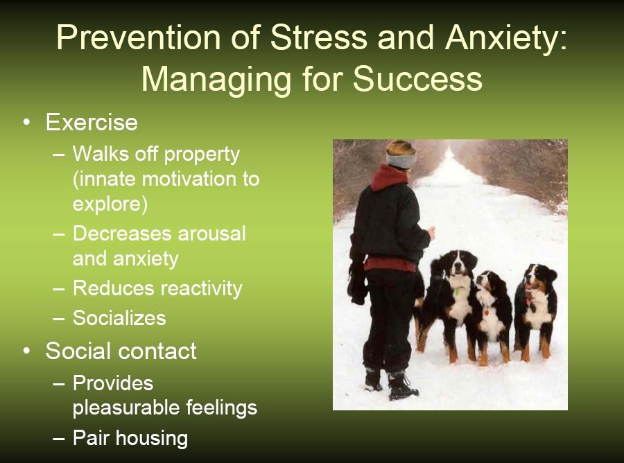 bernese behavior management