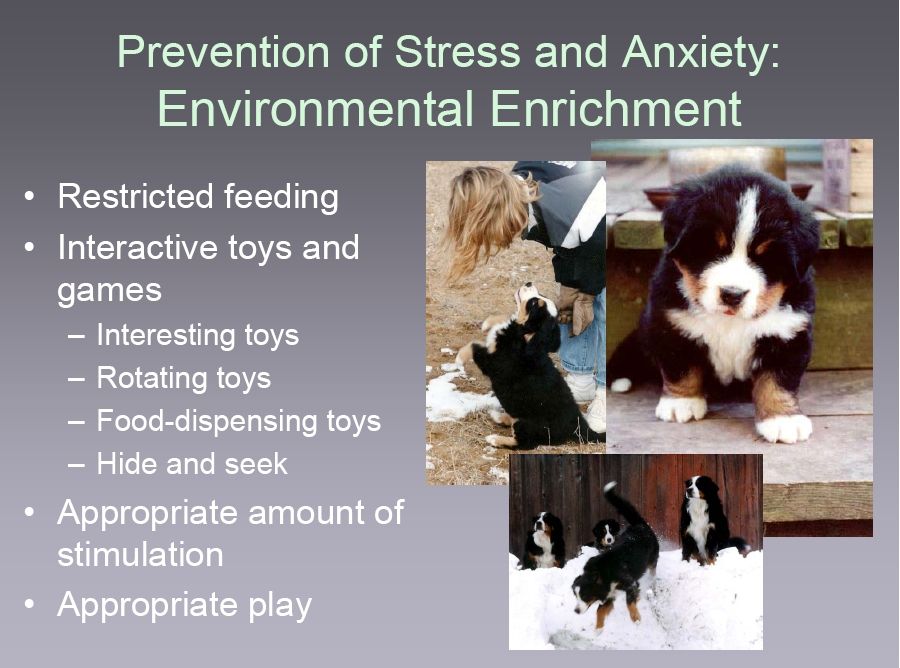 bernese behavior management