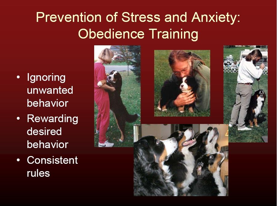 bernese behavior management