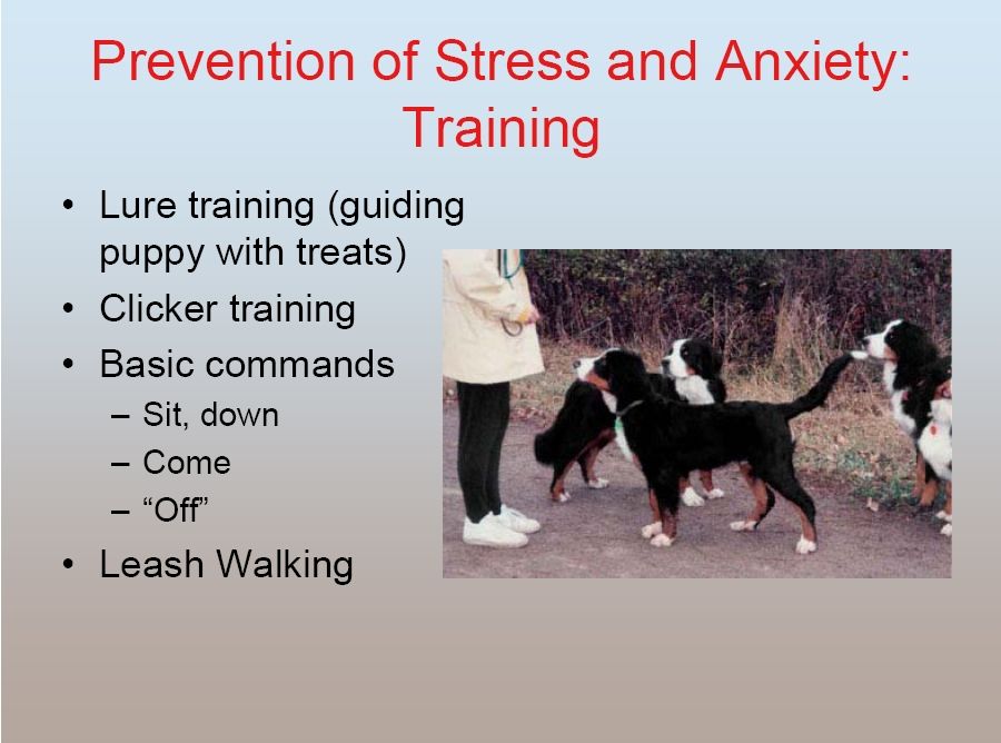 bernese behavior management