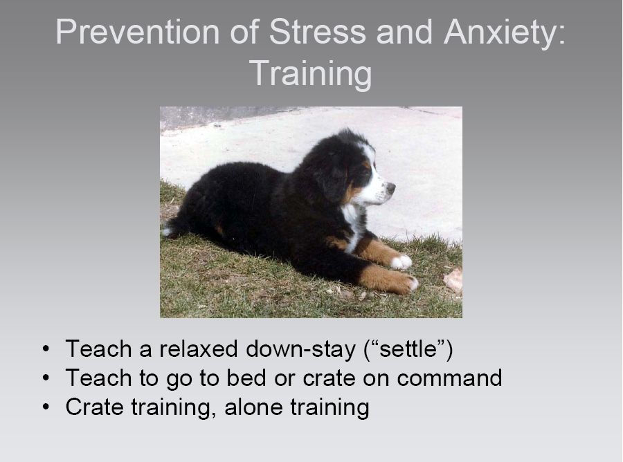 bernese behavior management