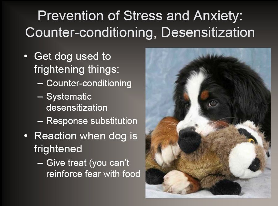 bernese behavior management