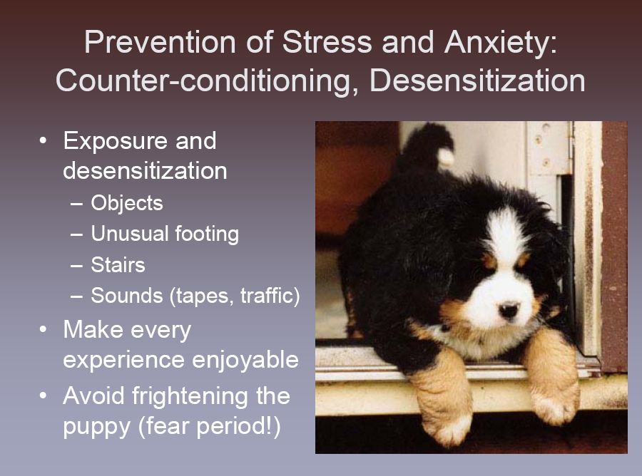 bernese behavior management