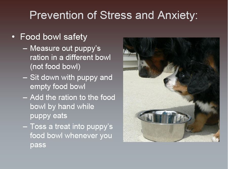 bernese behavior management