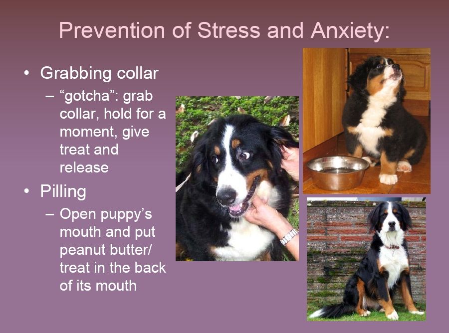 bernese behavior management