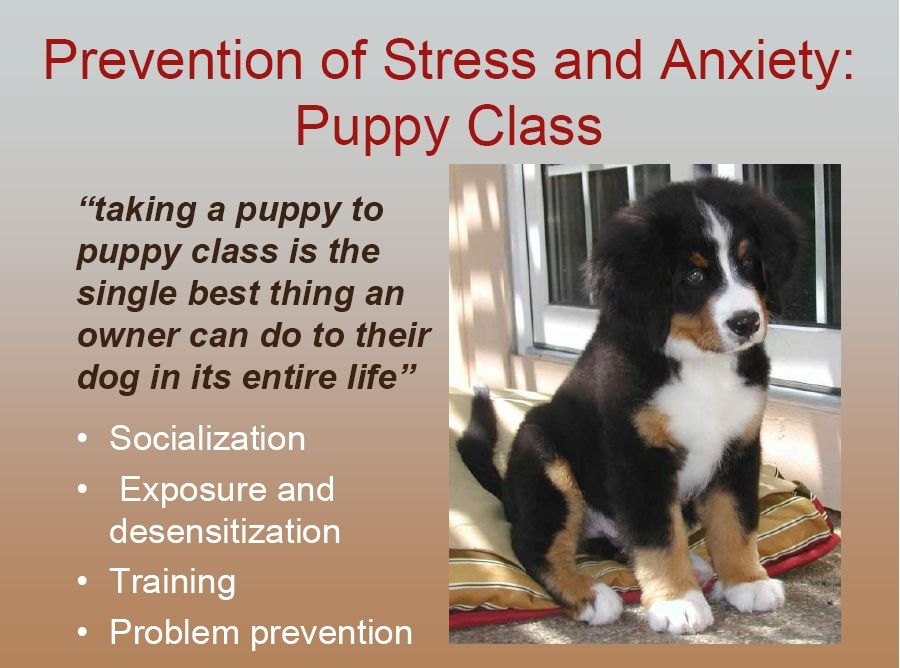 bernese behavior management