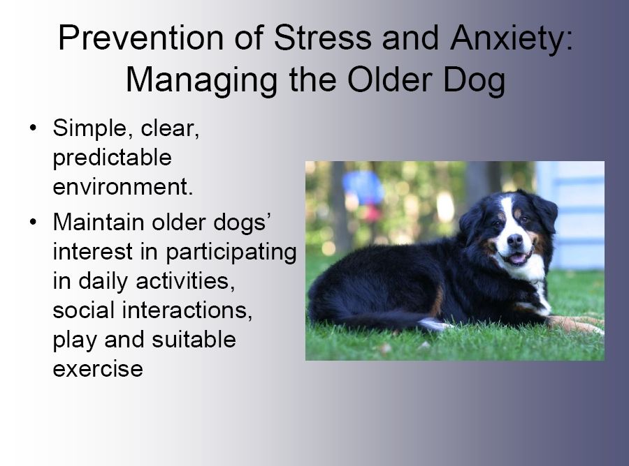 bernese behavior management