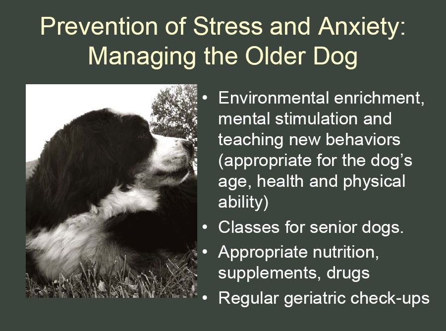 bernese behavior management