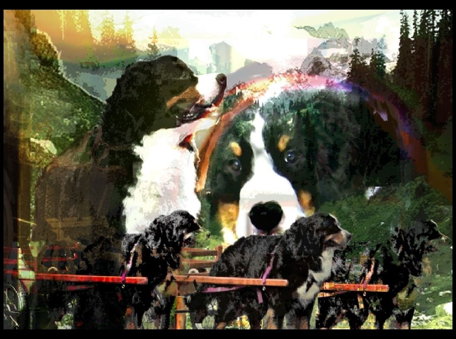 bernese behavior management