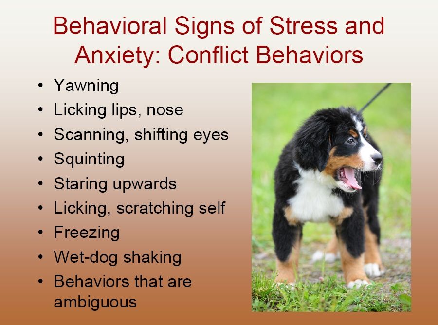 bernese behavior management