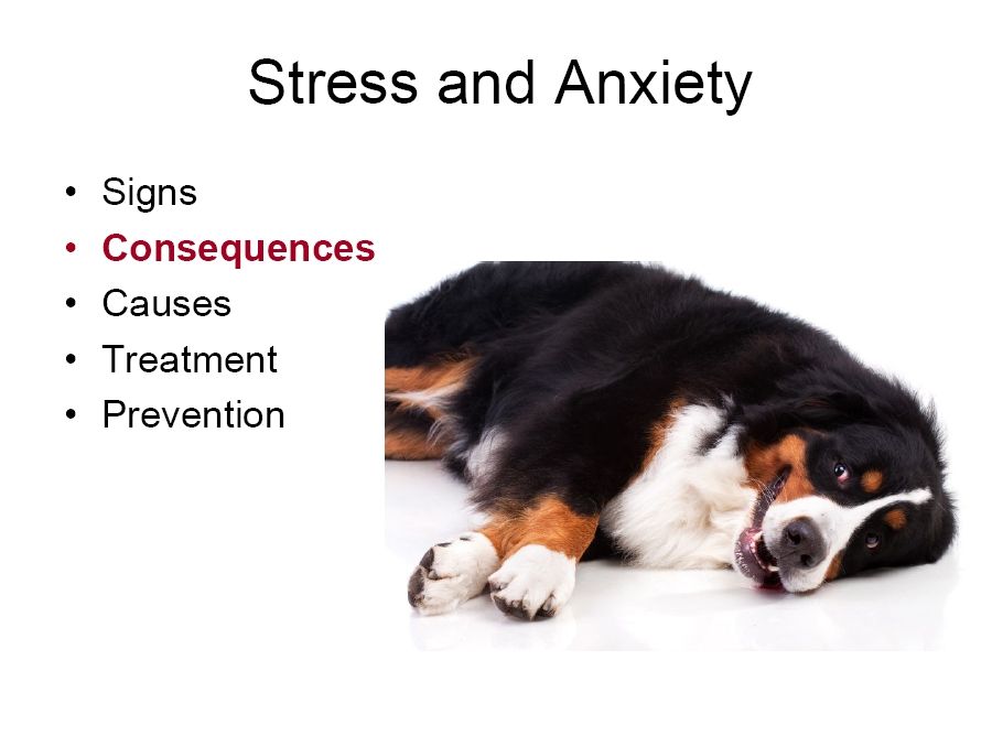 bernese behavior management