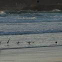CindyHeintzbergerGraceBirds