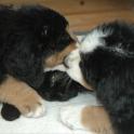 MaryAnnBowmanNoahPuppies01