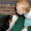 bernese-photo