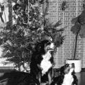 WillemWijnbergChristmas1975