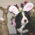 LauraWatsonHallieEaster