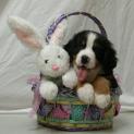 MadelineKnowlesPuppyEaster