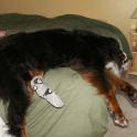 PeggyRichenbachZekeSock