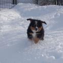 JaniceWaterstreetPuppySnow01